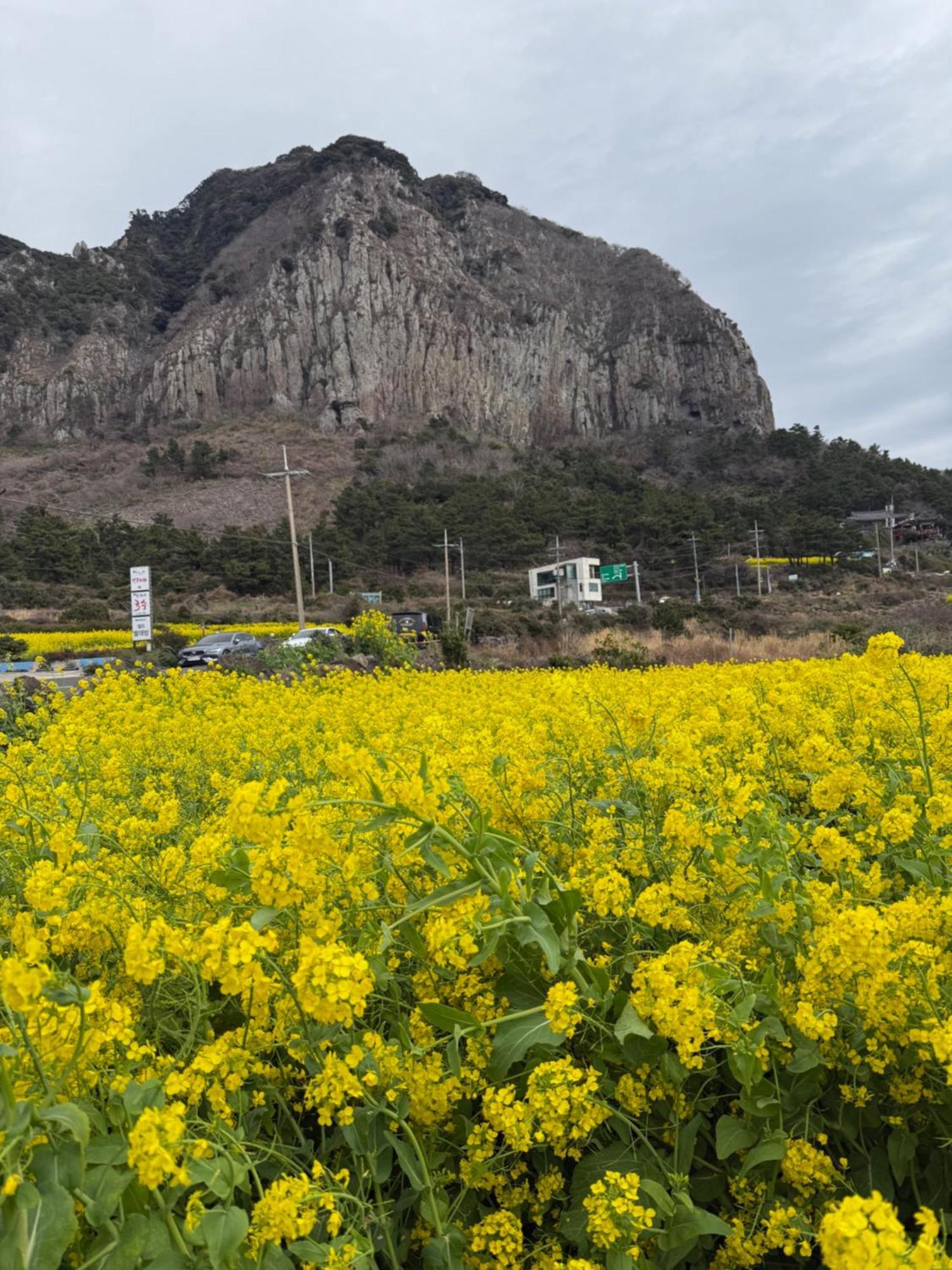 Jeju The Ocean Hill Pension Seogwipo Exteriör bild